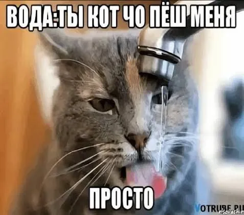 Кот пьёт воду из-под крана