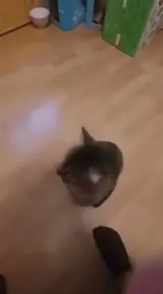 Кот испугался камеры