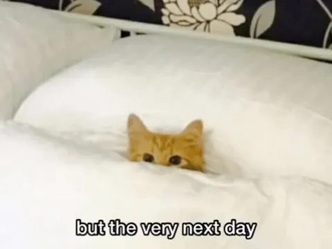 Last Christmas Cat Meme