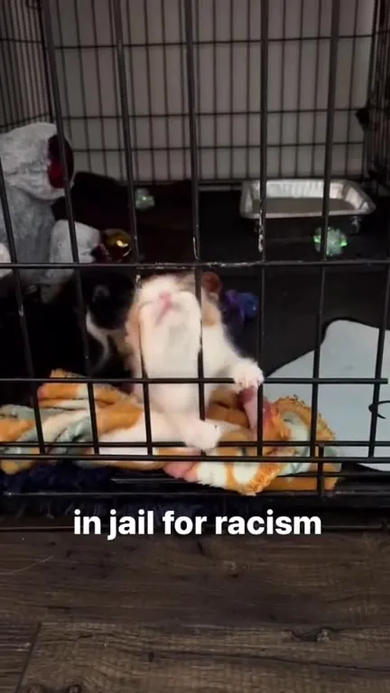 Kitten in Jail for Racism