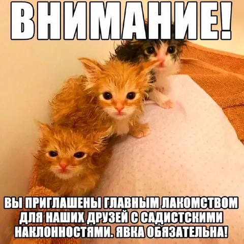 Котята с садистскими наклонностями