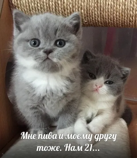 Мне пива и моему другу тоже