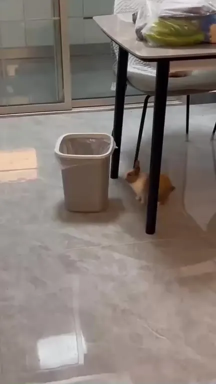 Кот исчезает под столом