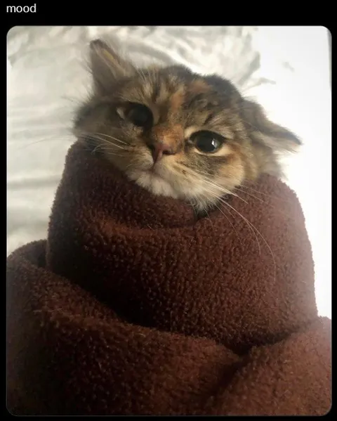 Wrapped-Up Cat Mood