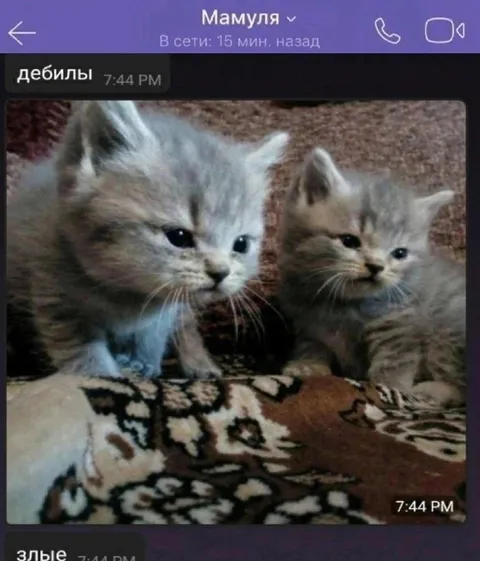 Злые котята-дебилы