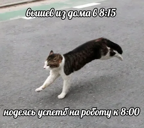 Кот спешит на работу