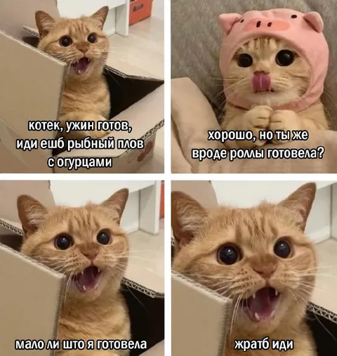 Кот и рыбный плов