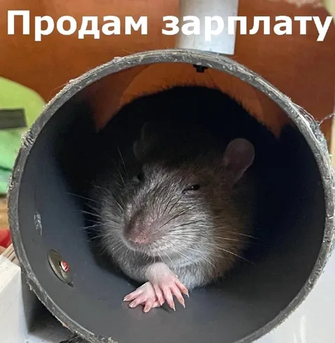 Продам зарплату
