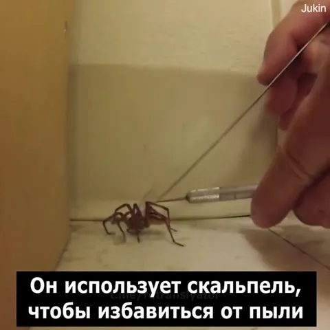 Паук понял, что ему помогают