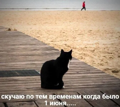 Кот скучает по первому июня