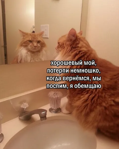 Кот обещает поспать вместе