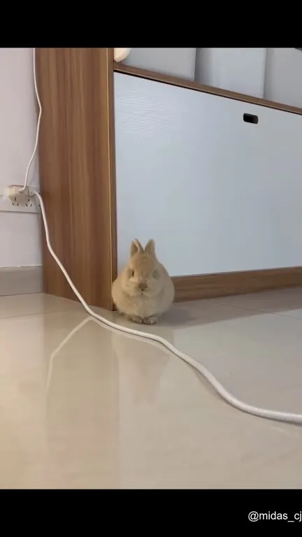Кролик нюхает провод