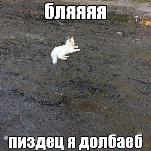 Белый кот в грязи