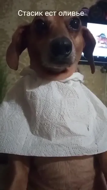 Стасик ест оливье