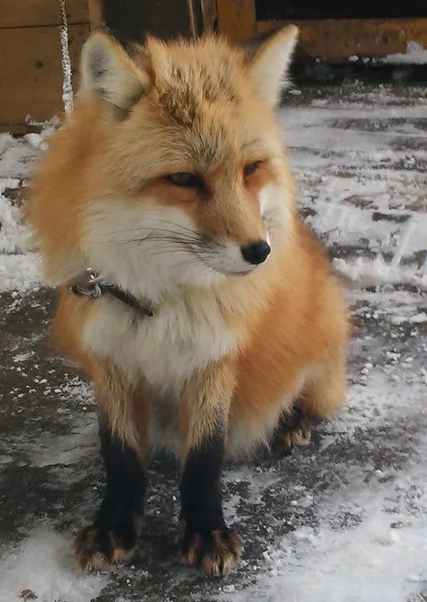 Лиса сидит на снегу