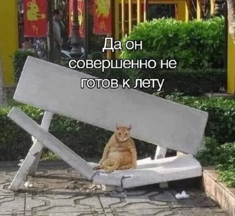 Кот совершенно не готов к лету