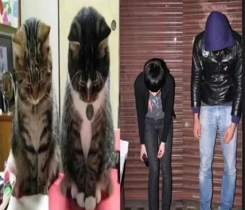 Коты и люди с опущенными головами