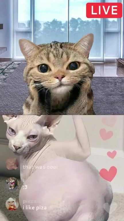 Cat Live Stream Gets Weird