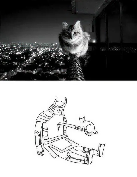 Кот толкает с высоты