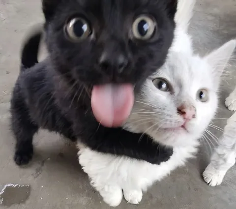 Чёрный кот лижет белого кота