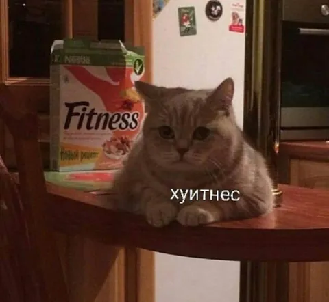 Кот хуйтнес