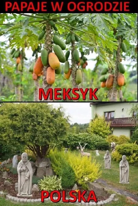 Papaje w ogrodzie: Meksyk kontra Polska