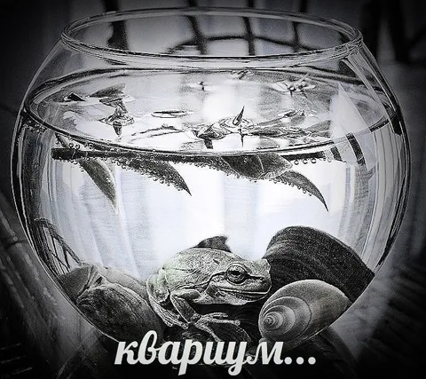 Кваришм в аквариуме
