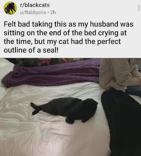 Cat Looks Like a Seal