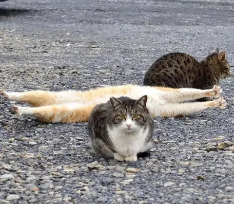 Кот сидит на лежащем коте