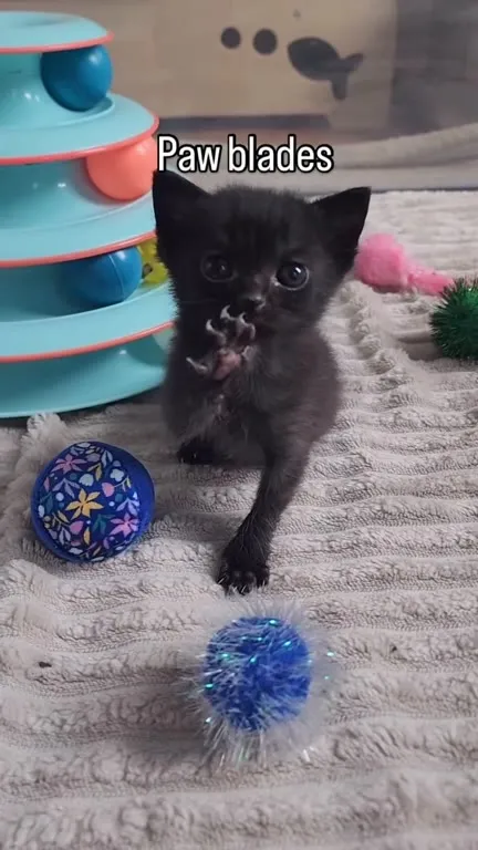 Kitten Paw Blades