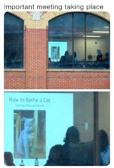 Important Cat-Bathing Meeting