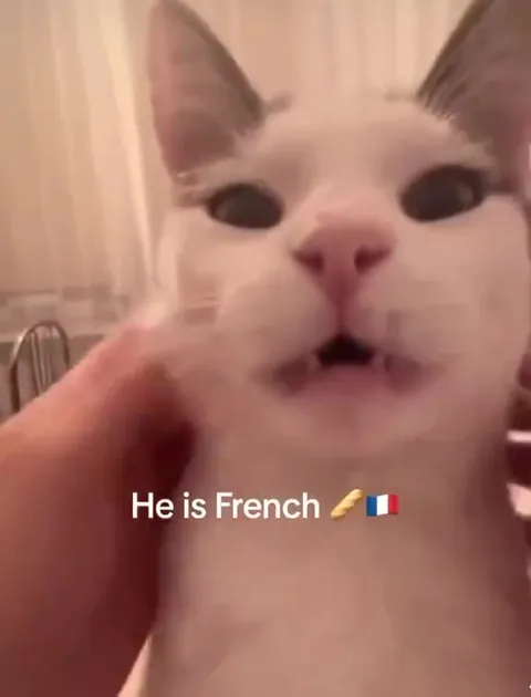 He Is French Cat