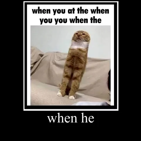 When He At The Cat