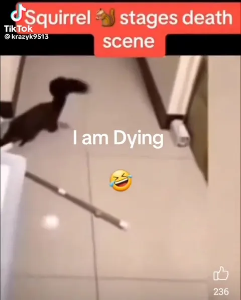 Squirrel Stages Its Own Death