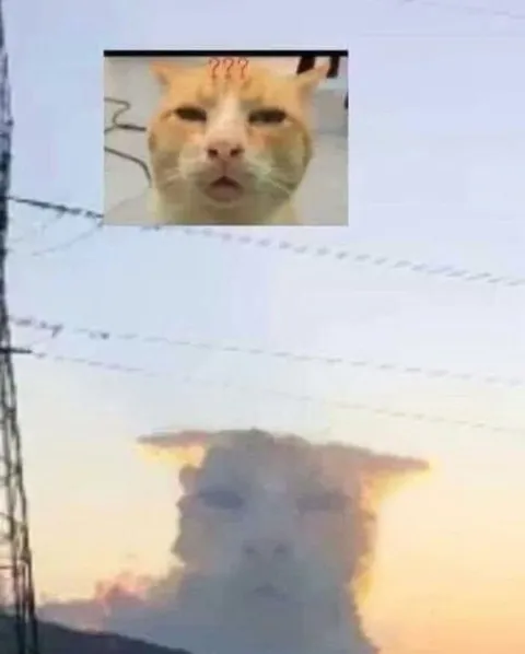 Кот в облаке дыма