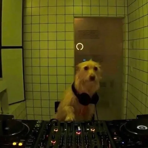 Собака-диджей в туалете