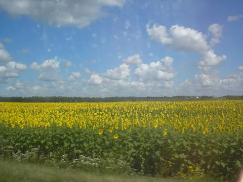 Поле подсолнухов под небом