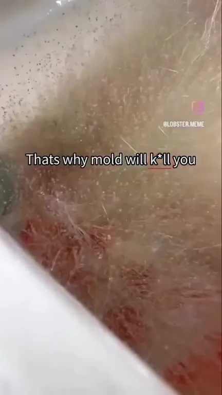 Mold Under the Microscope