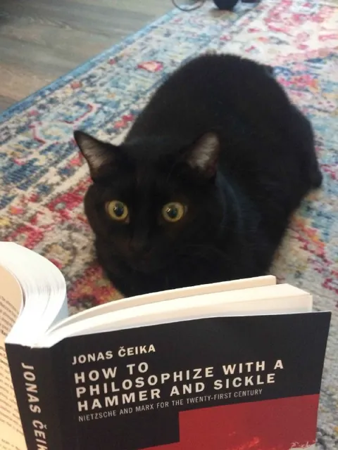 Cat Reads Philosophy Book
