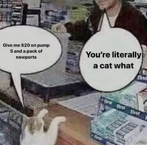 Cat Demands Newport Cigarettes