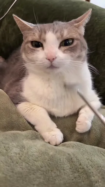 Коту делают массаж расчёской