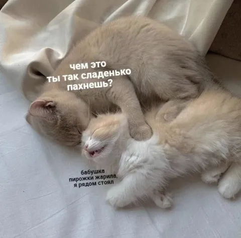 Котёнок пахнет бабушкиными пирожками