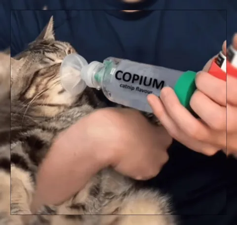 Catnip Gas Mask Treatment