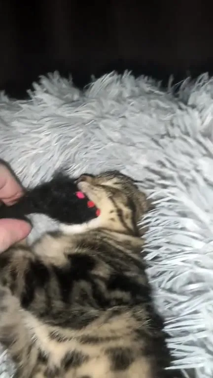Котёнок наслаждается жизнью