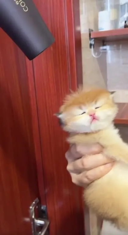 Кот с лицом полного недоумения