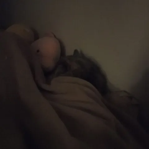Кот прячется под одеялом