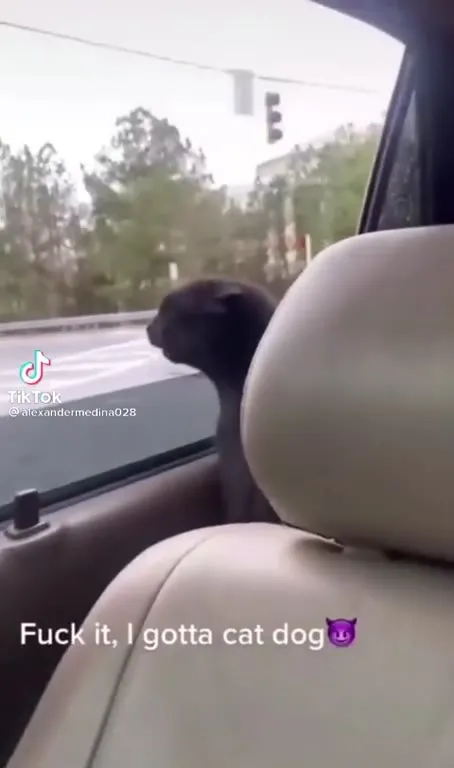 Fuck It, I Gotta Cat Dog