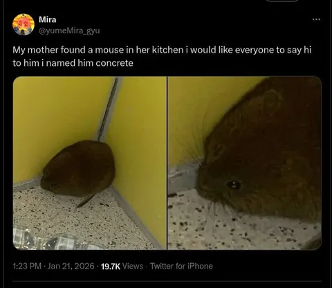Mouse Named Concrete