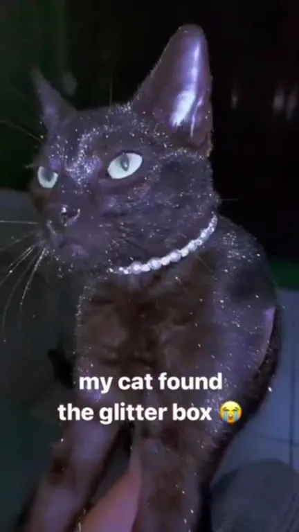 Cat Finds the Glitter Box