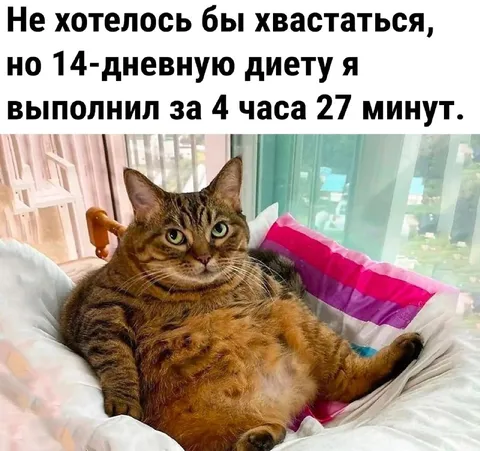 Кот выполнил диету за 4 часа